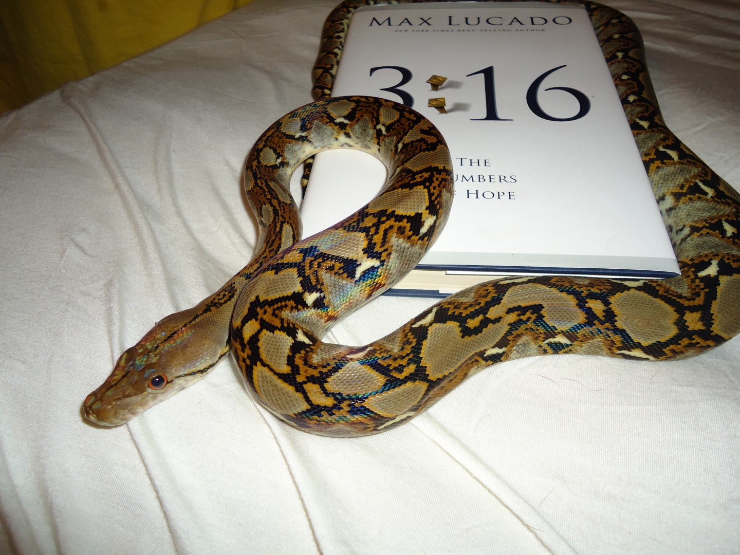 Retic Female