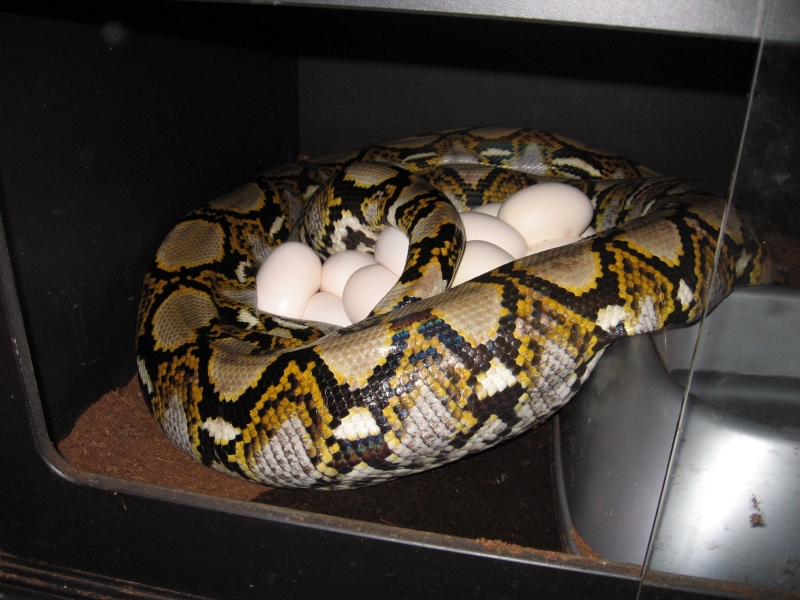 retic laying eggs