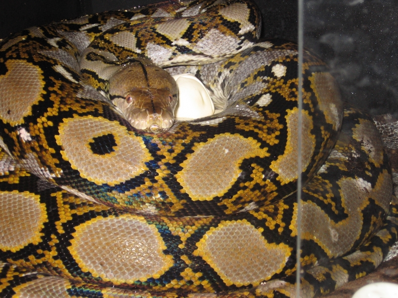 retic protecting eggs