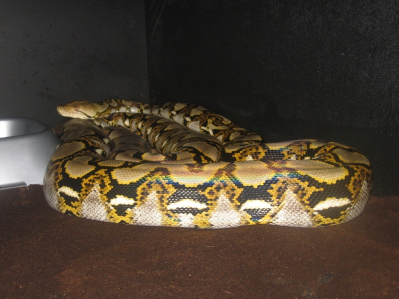 retic