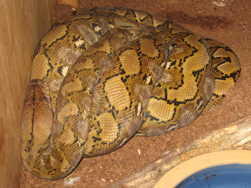 retic