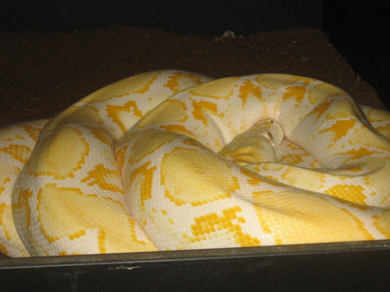 retic