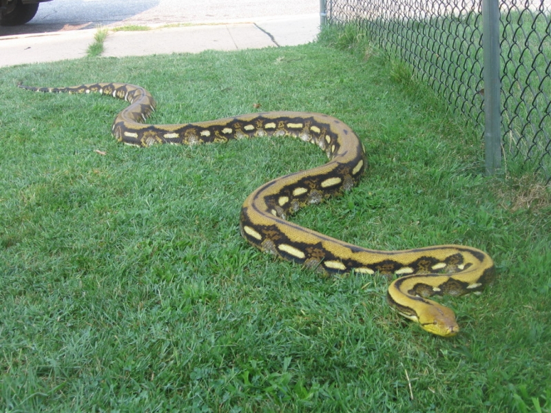 retic