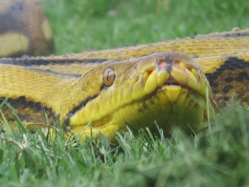 retic