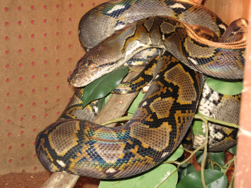 retic