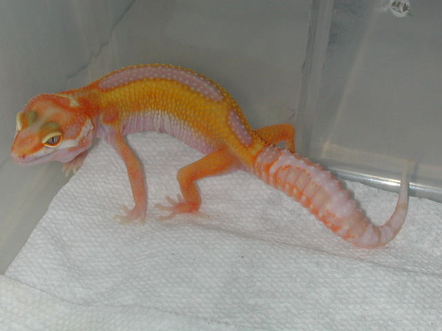 Revers Stripe, Het RAPTOR