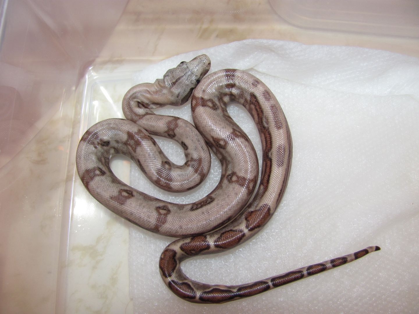 Reverse Stripe Hog Island boa
