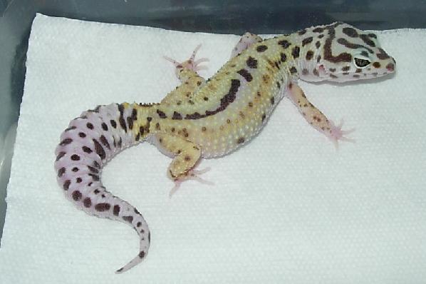 reversed stripe female