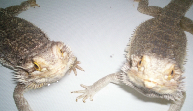 Rex and Raptor