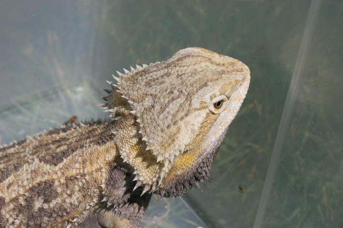 Rex, Yellow Sandfire Male