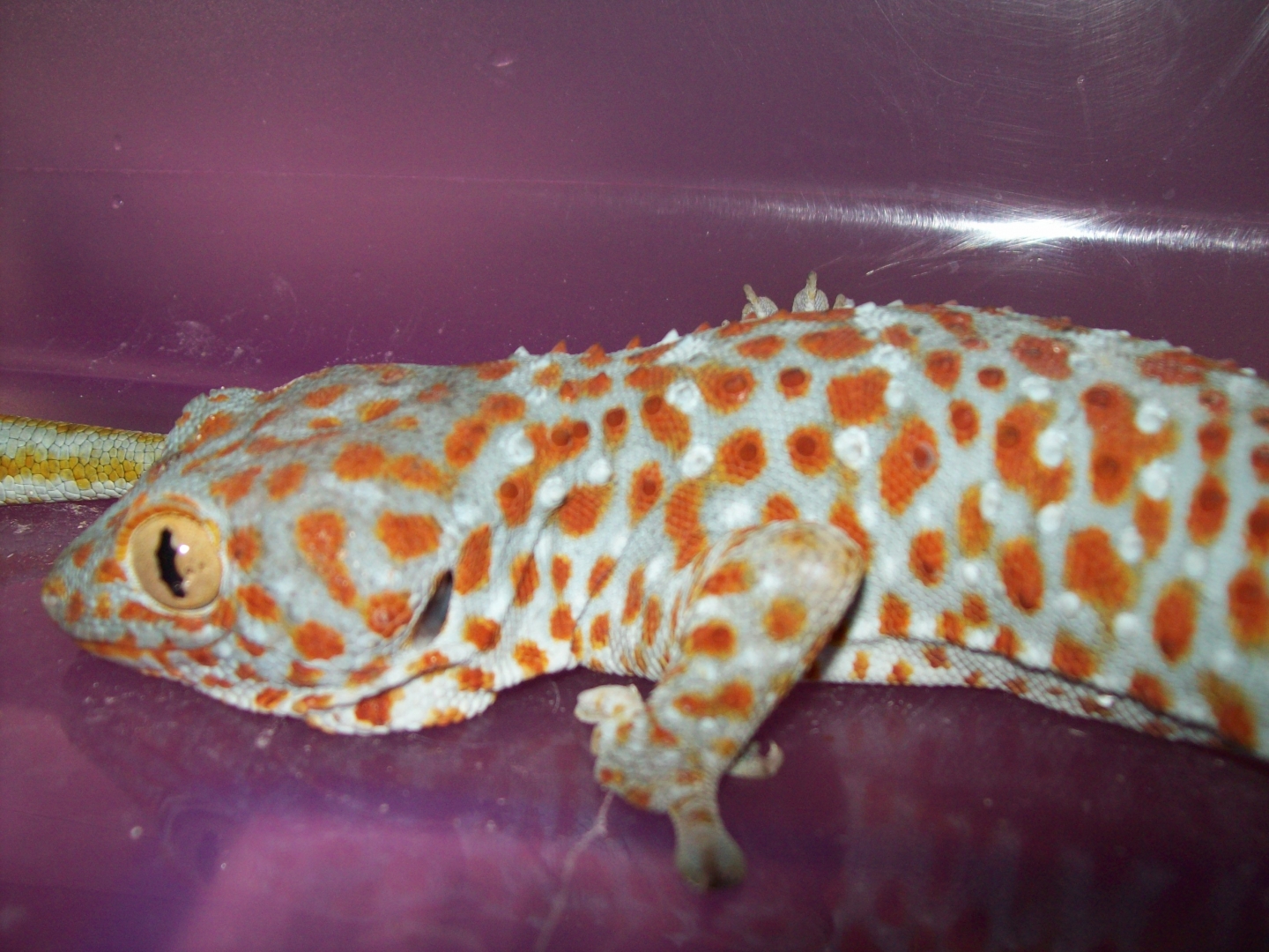 rex