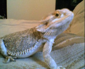 Rex