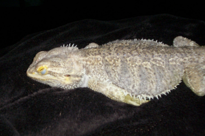 Rex