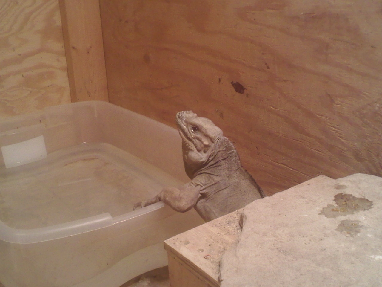 Rhino Iguana
