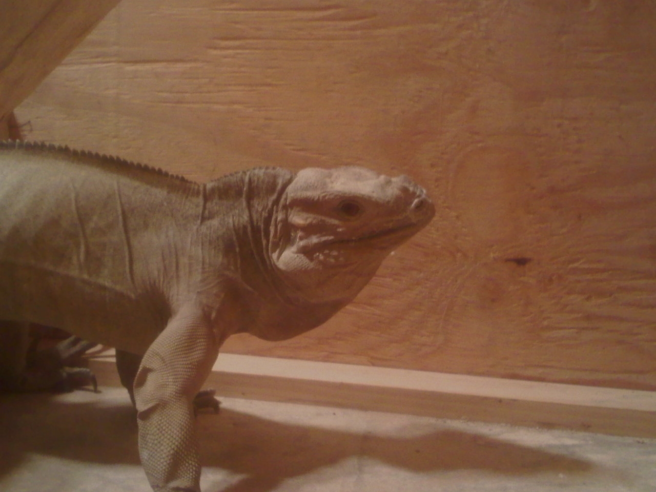 Rhino Iguana