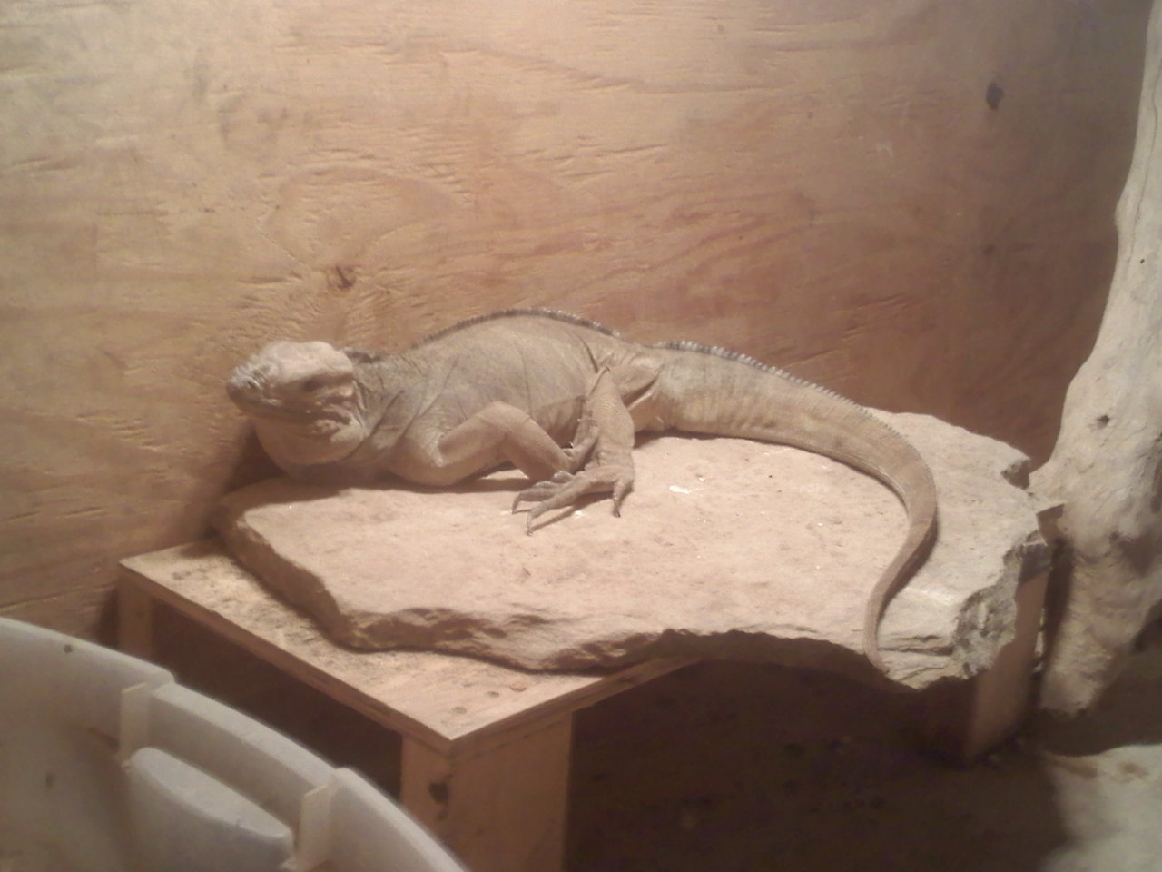 Rhino Iguana