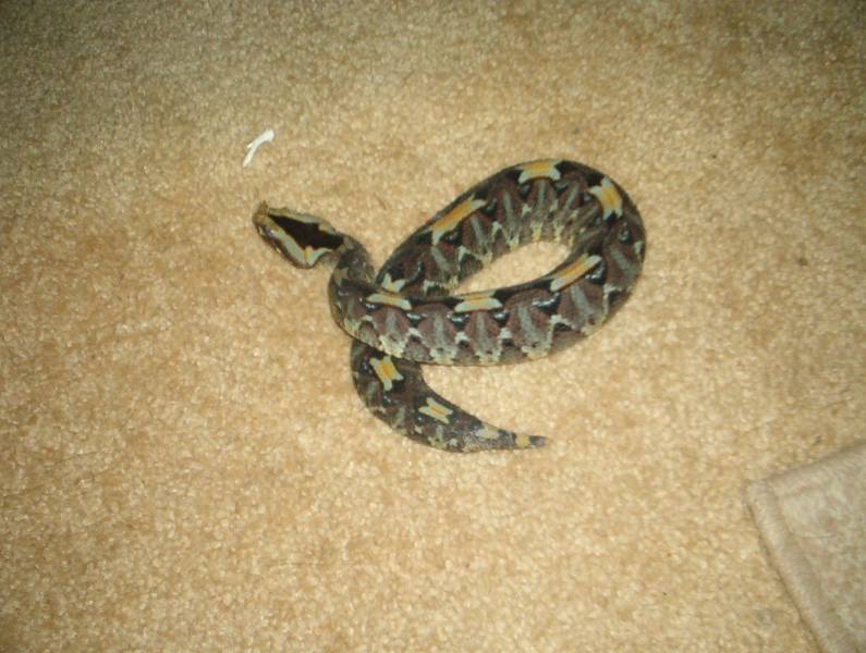 Rhino Viper