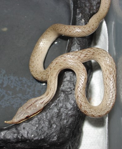 Rhynchopis fishing