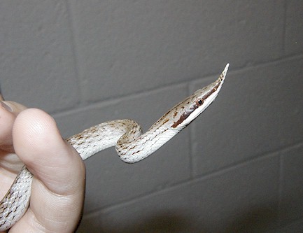 Rhyncophis boulengeri