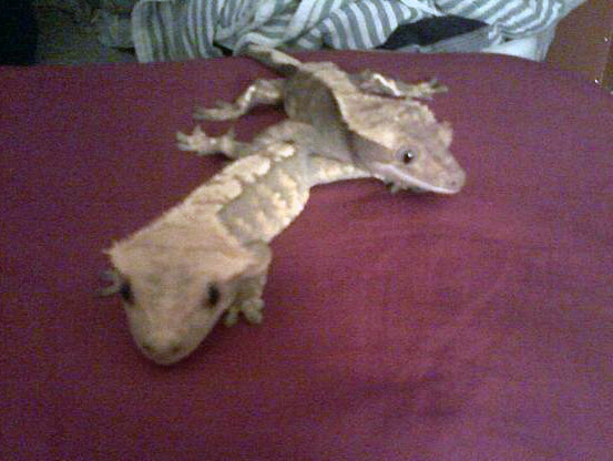 Rinrin and Jumpu