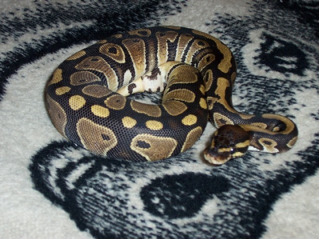 Ripley