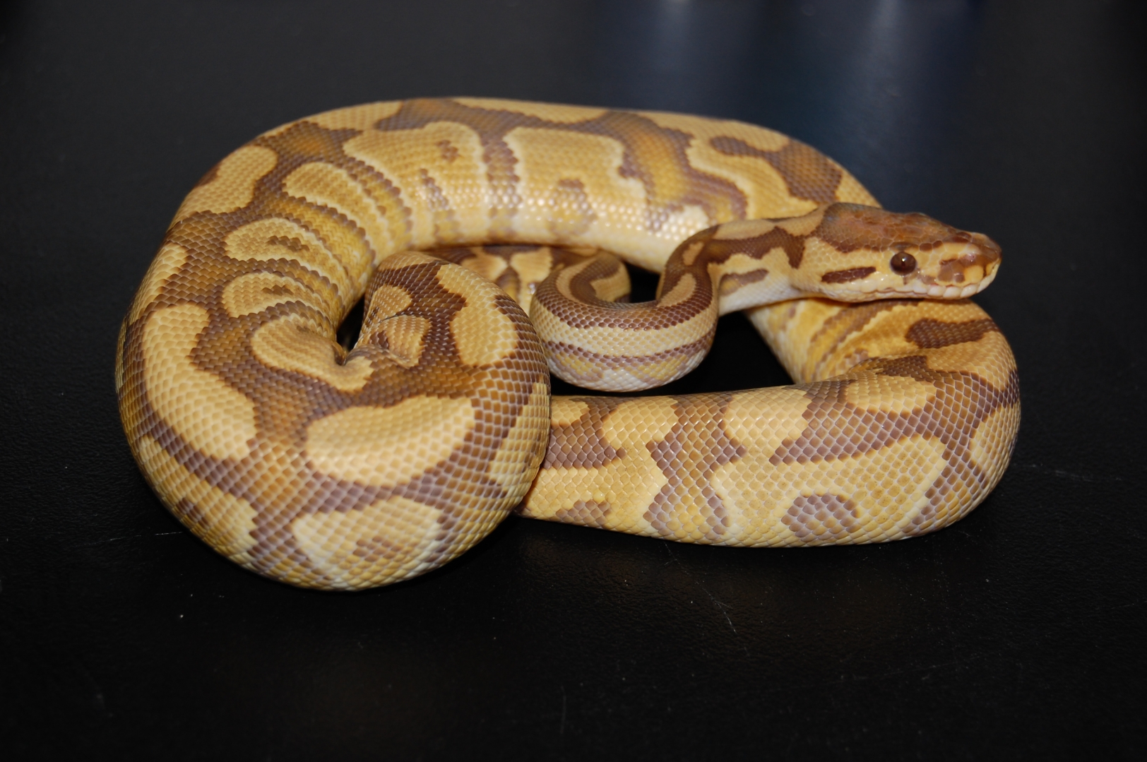 rirefly-caramel-2010MARS
