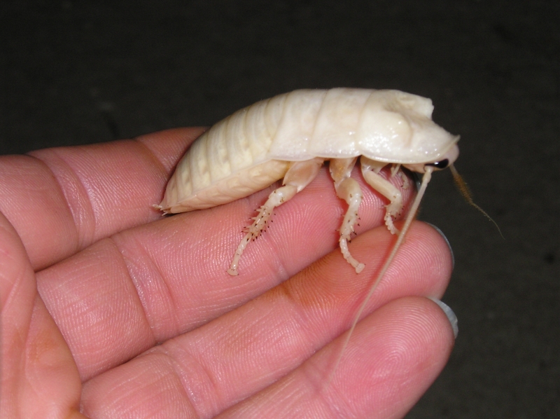 Roaches