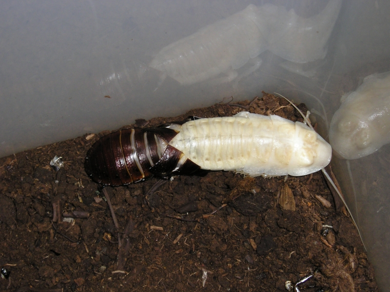 Roaches
