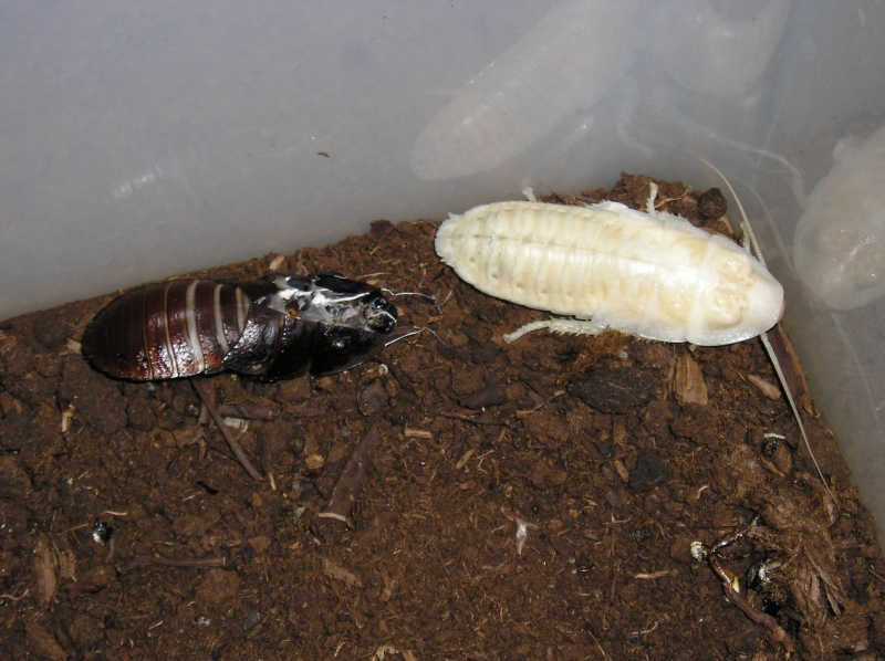 Roaches
