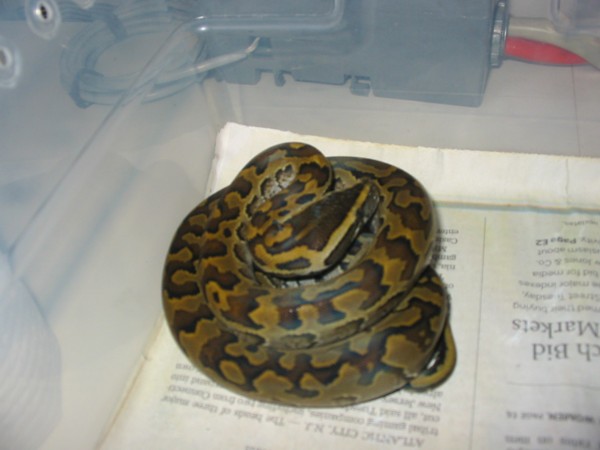 Rock Male (post shed)