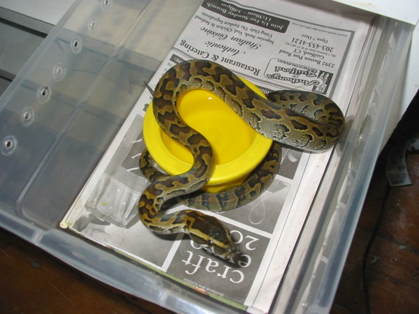 Rock male (waiting to eat)