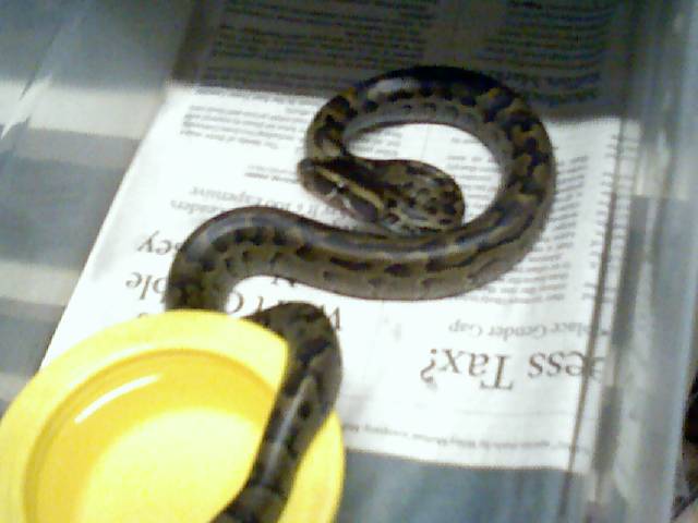 Rock Male