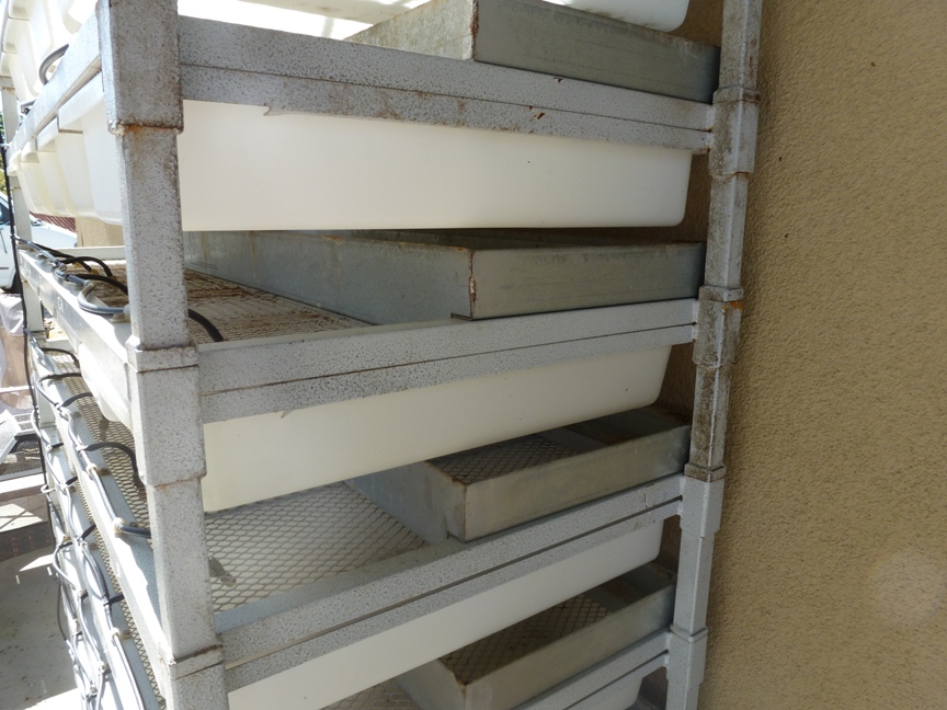 rodent rack