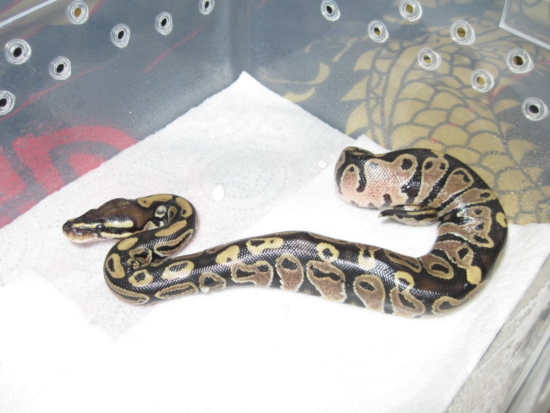 Romeo and Juliets 2009 babies