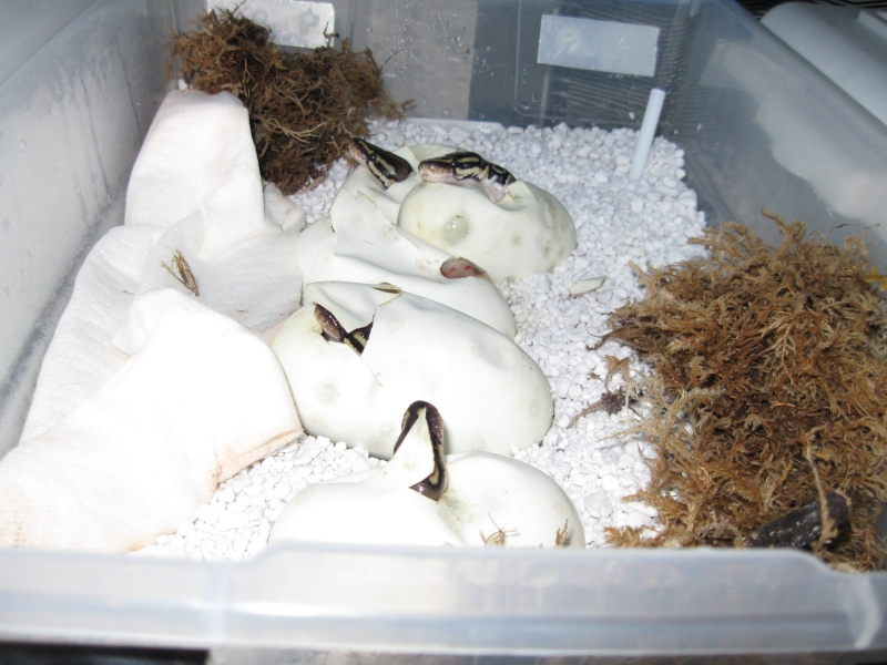 Romeo and Juliets 2009 babies