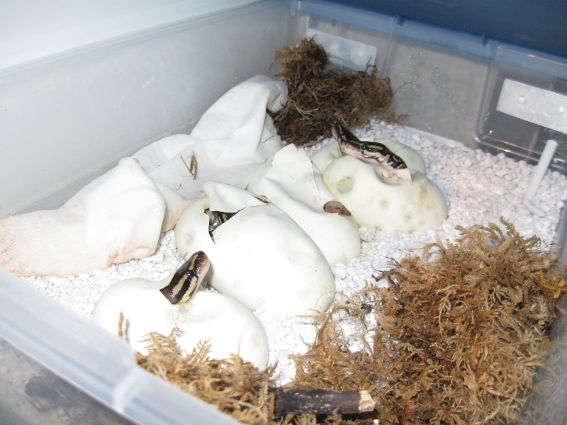 Romeo and Juliets 2009 babies