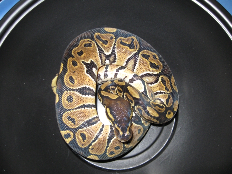 Romeo and Juliet's 2009 clutch