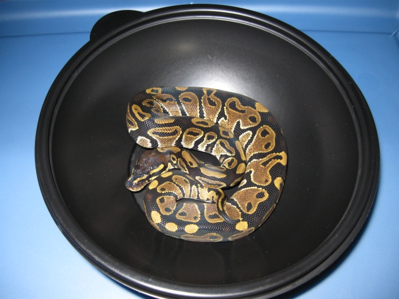 Romeo and Juliet's 2009 clutch