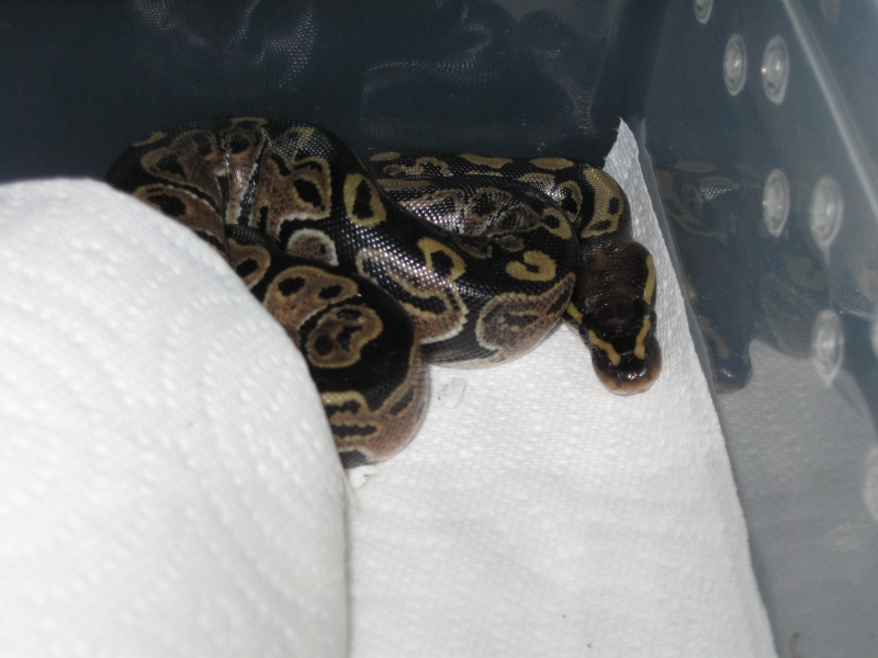 Romeo and Juliets 2009 Hatchlings