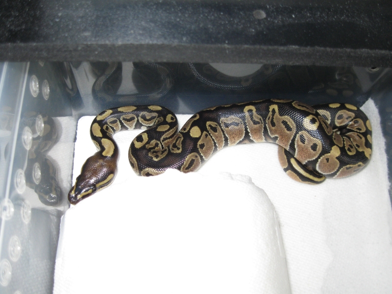 Romeo and Juliets 2009 Hatchlings