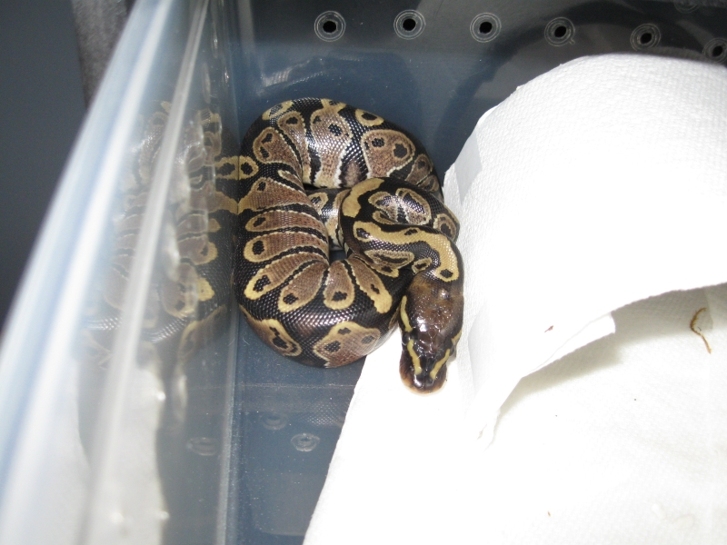Romeo and Juliets 2009 Hatchlings