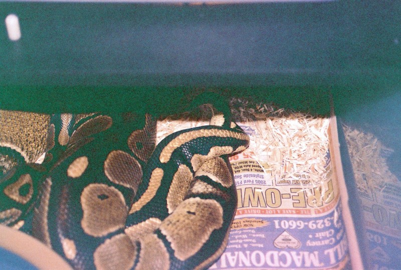 Romeo & Juliet mating
