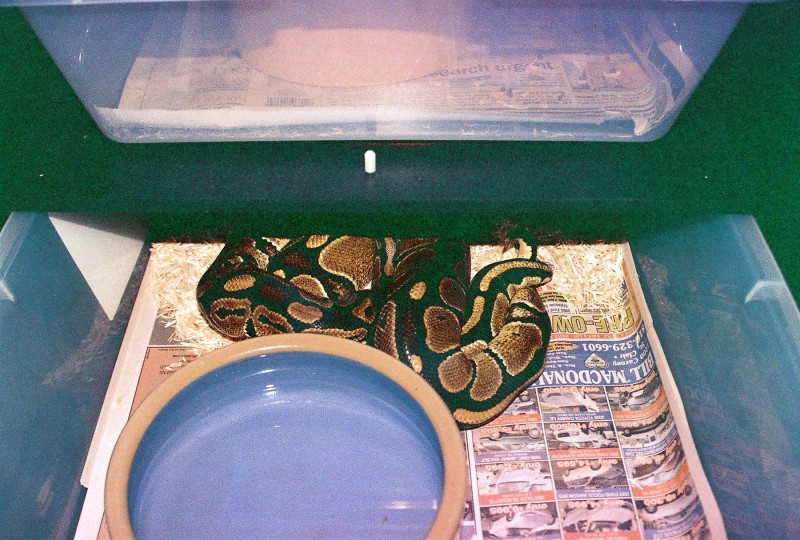 Romeo & Juliet mating