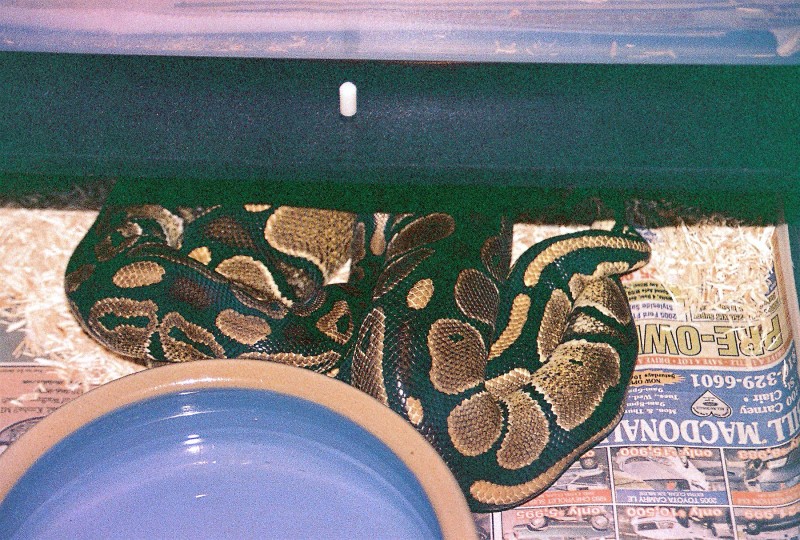Romeo & Juliet mating