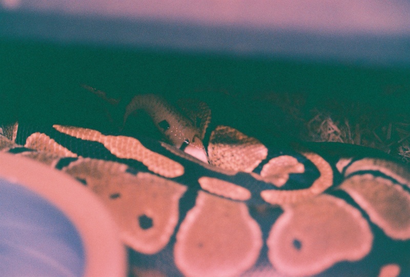 Romeo & Juliet mating