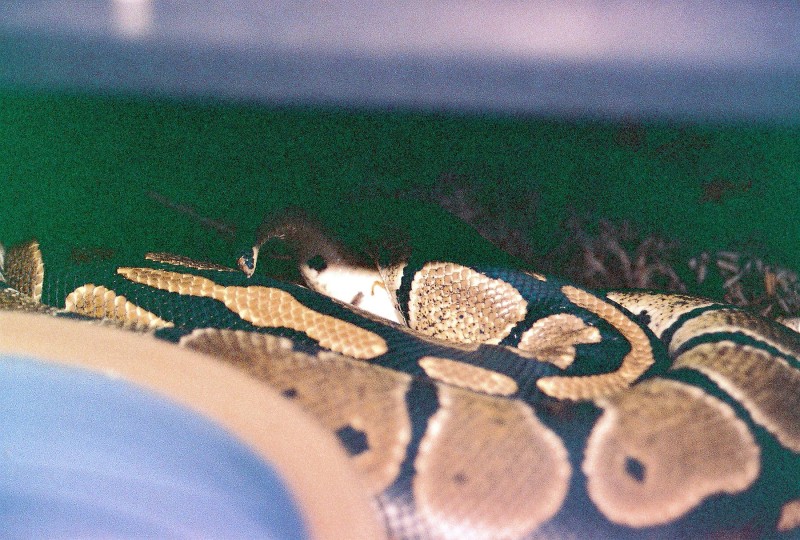 Romeo & Juliet mating