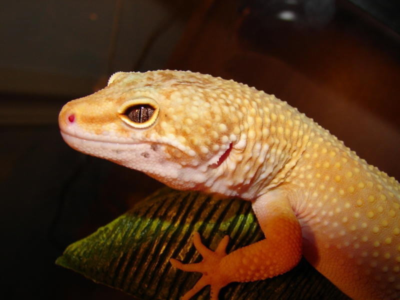 Romeo
