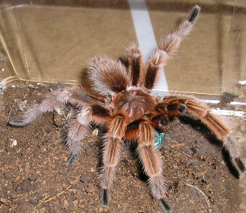 Rose male
