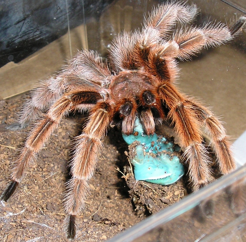 Rose male
