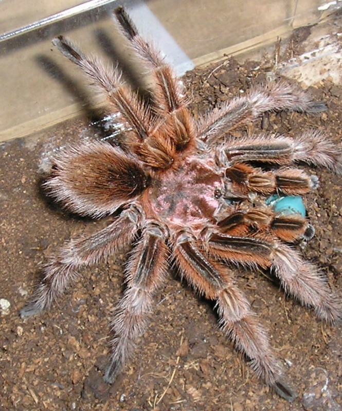Rose male